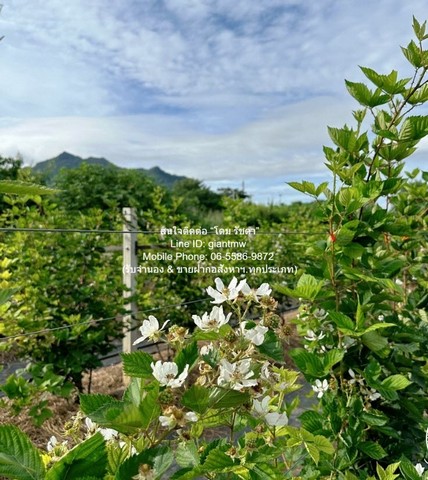 DSL-838 ขาย ที่ดิน ขายที่ดิน พร้อมกิจการฟาร์มเกษตร 26 ไร่ ใกล้วัดพระขาว ปากช่อง นครราชสีมา ราคา 60 ล้านบาท  ใกล้กับ วัดเทพพิทักษ์ปุณณาราม