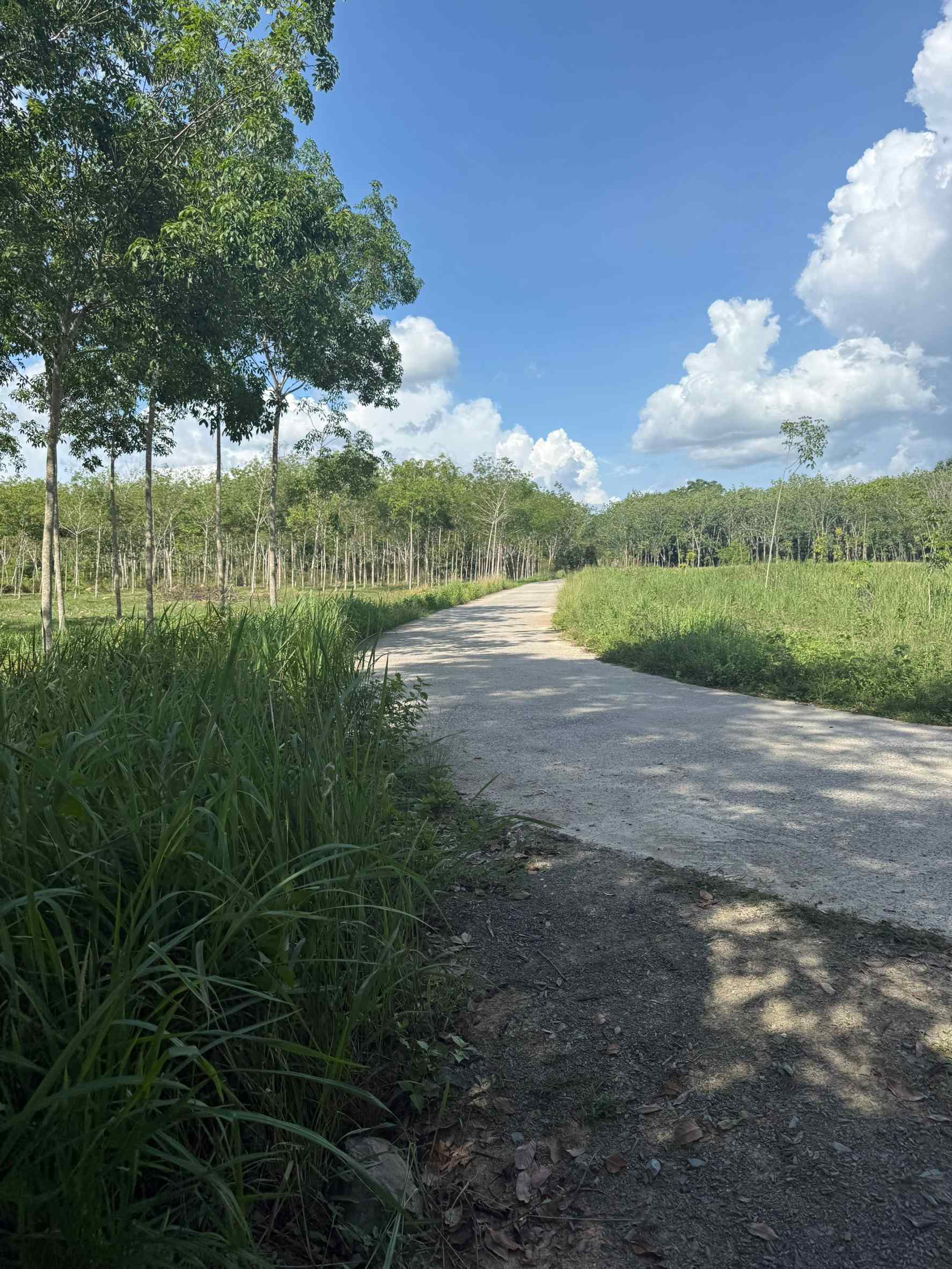  ขายสวนยางพารา 20 ไร่กว่า ราคา 6.5 ล้านบาท! อำเภอป่าพะยอม จังหวัดพัทลุง